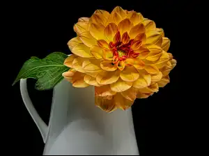 Listek, Pomarańczowa, Dalia