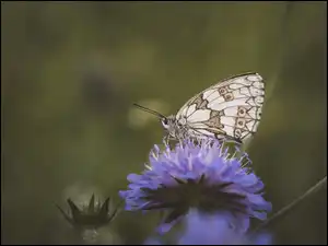Makro, Kwiat, Motyl, Polowiec szachownica