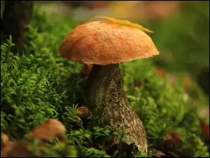 Leśna, Grzyb, Koźlarz czerwony, Ściółka