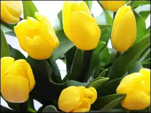 Listki, Żółte, Tulipany, Zielone