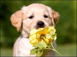 Golden retriever, Róża, Szczeniak, Pies, Żółta