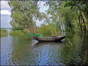 Drzewa, Łódka, Jezioro