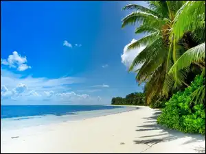 Palmy, Morze, Plaża, Drzewa