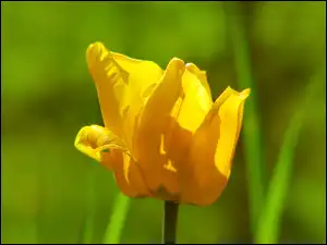 Zbliżenie, Żółty, Kwitnący, Tulipan