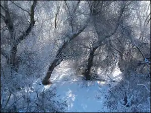 Śnieg, Gałęzie, Las, Zima, Drzewa