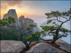 Park Narodowy Bukhansan, Góry, Słoneczne światło, Prowincja Gyeonggi, Skały, Mgła, Korea Południowa, Sosny