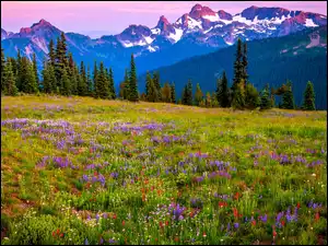 Łąka, Kwiaty, Stany Zjednoczone, Góry, Stan Waszyngton, Park Narodowy Mount Rainier, Stratowulkan Mount Rainier