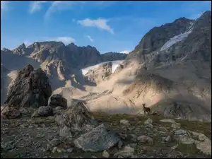 Koza górska, Góry, Skały, Kamienie