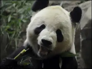 Panda, Miś