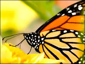 Kwiat, Monarcha, Motyl, Żółty