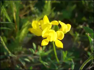 Kwiatek, Komonica zwyczajna, Żółty, Polny