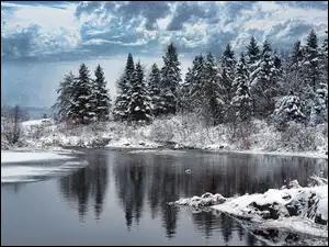Jezioro, Zima, Las