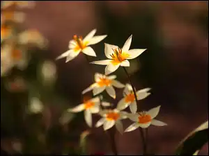 Kwiaty, Dzikie tulipany, Białe