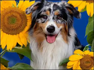 Australian shepherd, Słoneczniki, Owczarek australijski