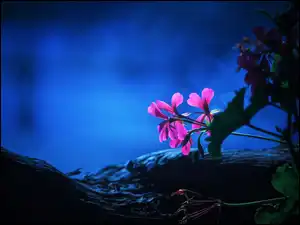 Noc, Pelargonia, Kwiaty, Światło
