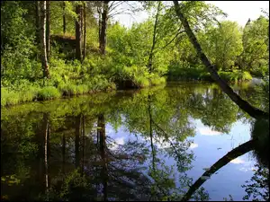 Drzewa, Rzeka