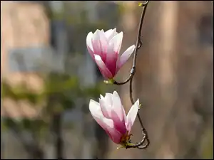 Gałązka, Dwa, Kwiaty, Magnolia