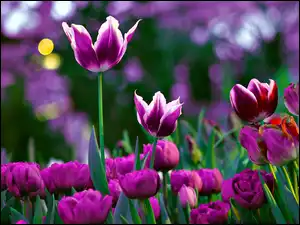 Makro, Fioletowe, Tulipany
