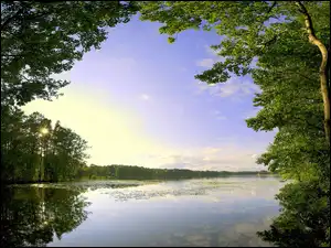 Drzew, Leśne, Jezioro, Korony