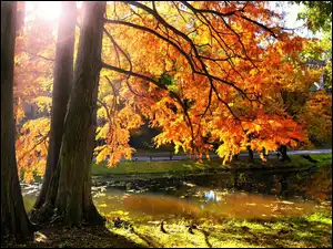 Rzeczka, Słońce, Park, Jesień, Drzewa