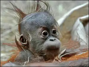Orangutan, Młody
