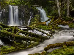 Stany Zjednoczone, Big Spring Creek Falls, Skamania, Wodospad, Rzeka, Les, Kłody, Omszone, Drzewa, Stan Waszyngton