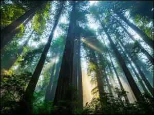 Park Narodowy Redwood, Las, Światło, Stan Kalifornia, Drzewa, Słoneczne, Stany Zjednoczone, Sekwoje