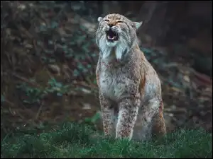 Kły, Ryś