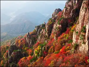 Krzewy, Jesień, Góry, Kolorowe