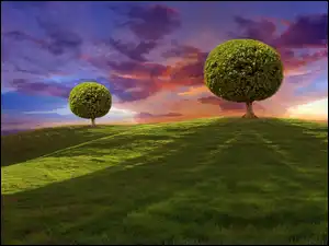 Łąka, Zachód, Słońca, Drzewa