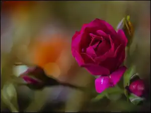 Bokeh, Kwiat, Róża, Czerwona