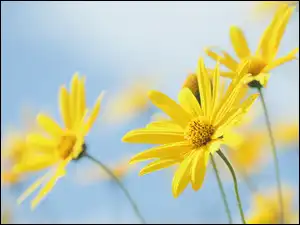 Rudbekia naga