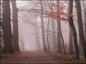 Liście, Jesień, Gałęzie, Poranek, Las, Mgła, Droga, Drzewa