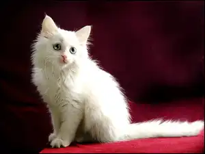 Kot turecka angora, Biały