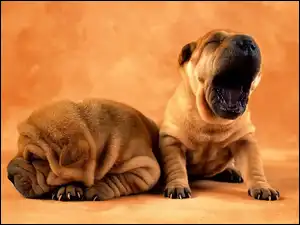 Shar Pei, Dwa, Słodkie, Psiaki