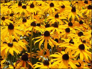 Rudbekia, Kwiaty, Żółte