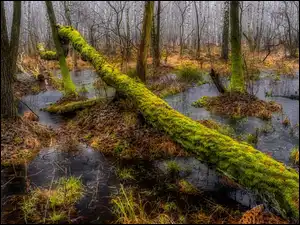 Powalone, Drzewo, Bagna, Las, Omszałe