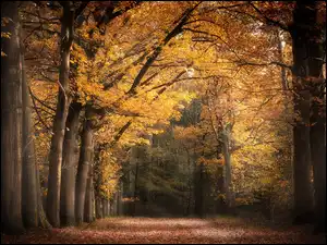 Pożółkłe, Jesień, Las, Drzewa