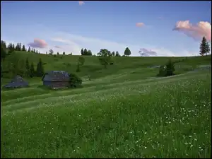 Szopy, Wiosna, Kwiatki, Łąka, Drzewa