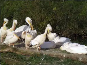 Pelikany, Ptaki