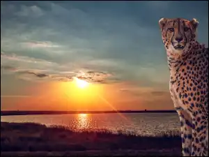 Słońca, Gepard, Jezioro, Zachód