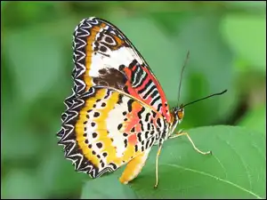 Liść, Motyl