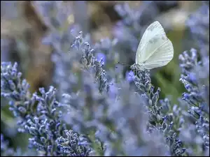 Lawenda, Motyl, Motylek