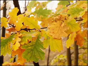 Dąb, Jesienne, Liście