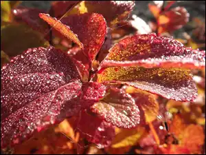 Połyskujące, Rosy, Liście, Czerwone, Kropelki