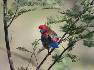 Kolorowa papuga rozella królewska z rejonu zamieszkania Australii