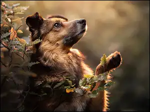 Łapka, Liście, Uniesiona, Pies, Gałązki