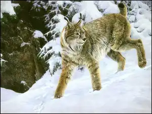 Śnieg, Ryś, Zima