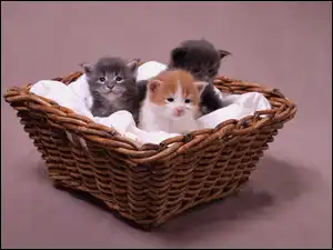 Koszyk, Trzy, Słodkie, Kotki