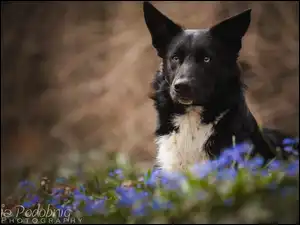 Border collie z kwiatami